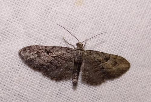Réf. 90 528 : Eupithecia pusillata