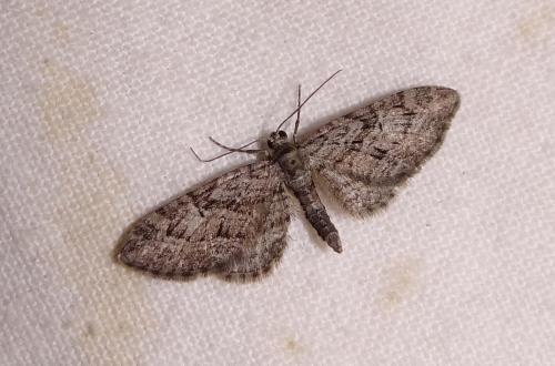 Réf. 90 546 : Eupithecia pusillata