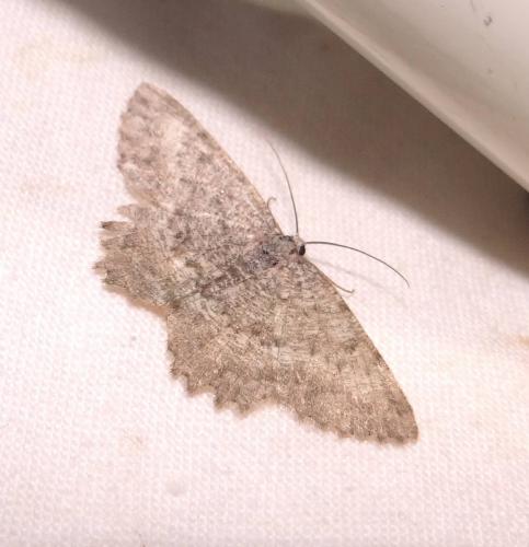 Gnophos sp.