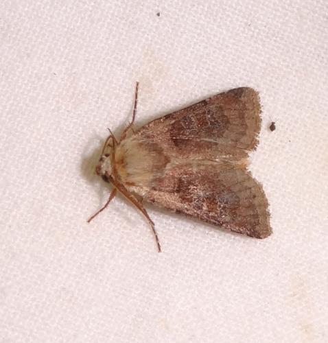 Réf. 90 787 : Chersotis cuprea