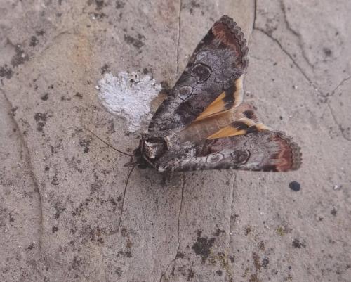 Epilecta linogrisea