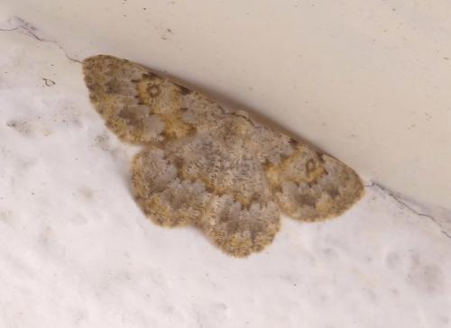Charissa mucidaria