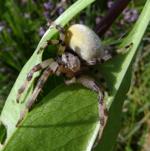Araneus quadratus