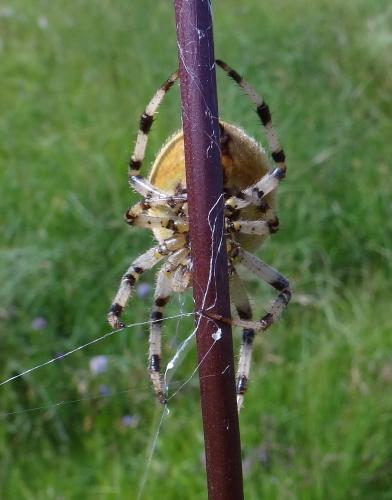 Araneus quadratus