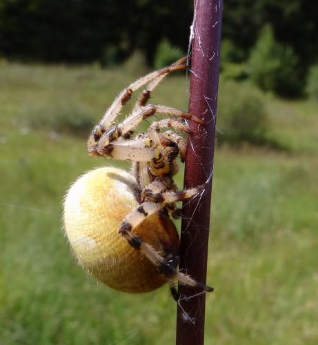Araneus quadratus