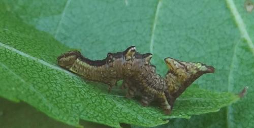 Réf. 90 795 : Notodonta dromedarius