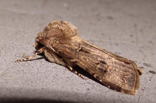 Réf. 90 881 : Agrotis bigramma