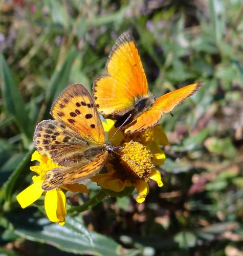 Réf. 90 866 : Lycaena virgaureae