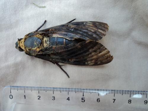Réf. 90 110 : Acherontia atropos
