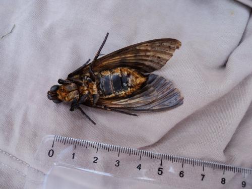 Acherontia atropos