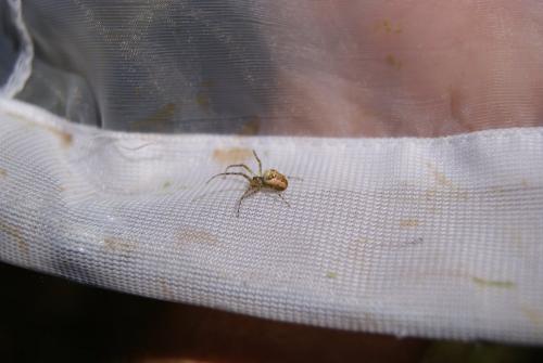 Metellina sp.