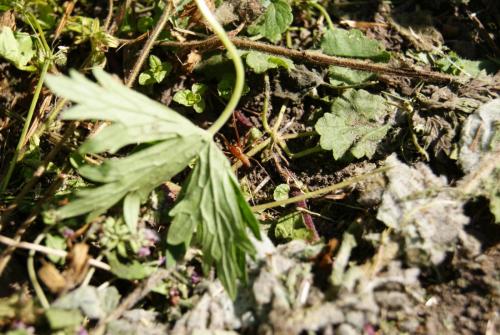 Réf. 90 964 : Linyphia triangularis
