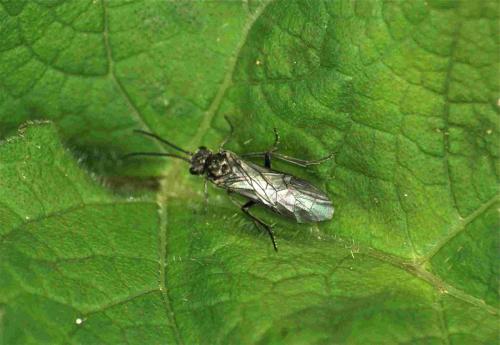 Dolerus sp.