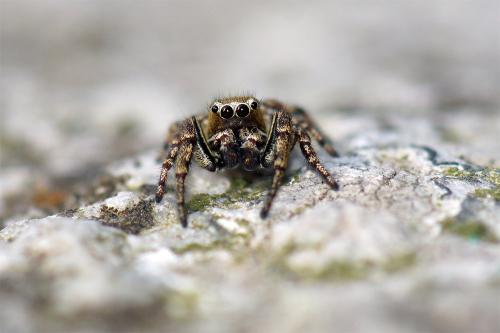 Réf. 90 314 : Dendryphantes rudis