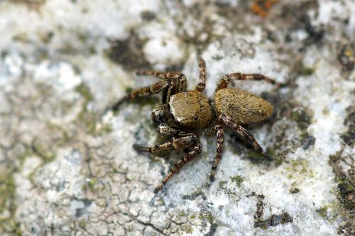 Dendryphantes rudis