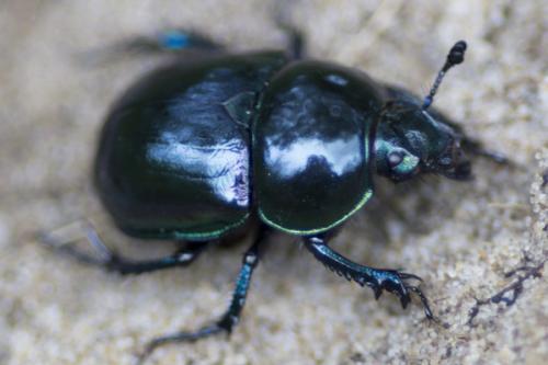 Réf. 90 152 : Trypocopris pyrenaeus