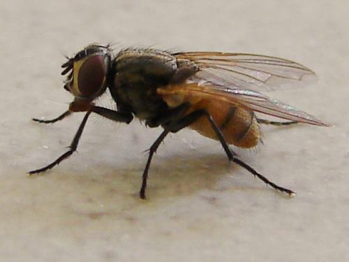 Réf. 90 981 : Musca domestica