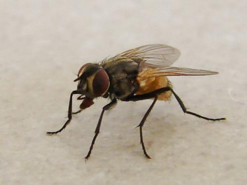 Réf. 90 980 : Musca domestica