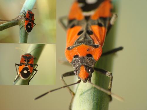 Lygaeus sp.