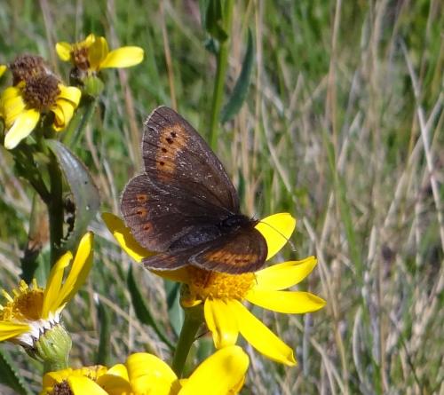 Erebia epiphron