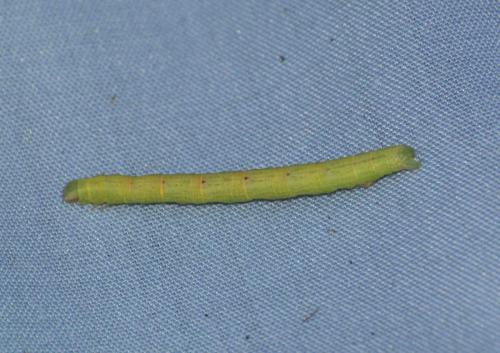 Cabera sp.