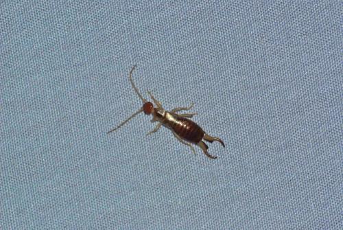 Forficula lesnei