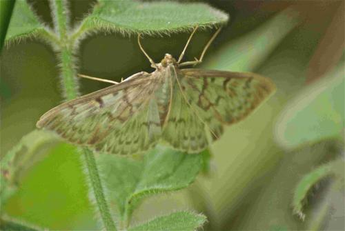 Pleuroptya ruralis