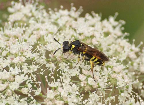 Réf. 90 727 : Tenthredo marginella