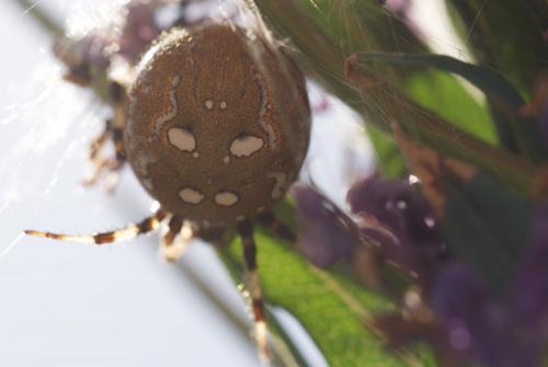 Araneus quadratus