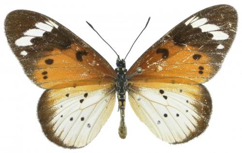 Réf. 90 264 : Acraea encedana