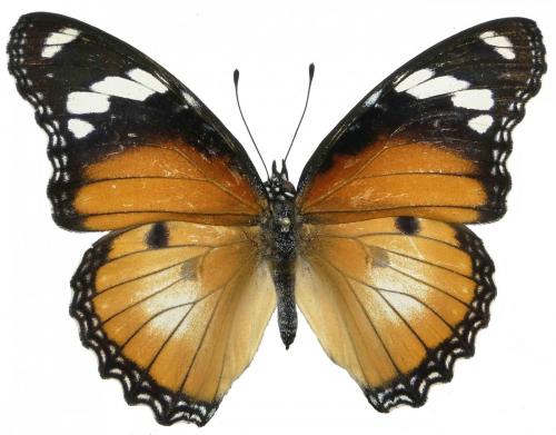 Réf. 90 265 : Hypolimnas misippus