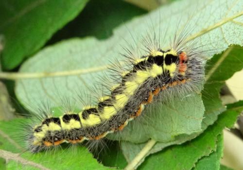 Réf. 90 305 : Acronicta euphorbiae