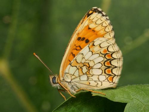 Réf. 90 011 : Melitaea athalia celadussa
