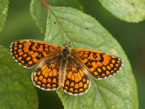 Melitaea athalia celadussa