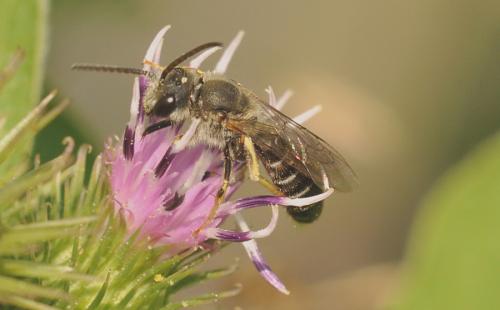 Halictus rubicundus