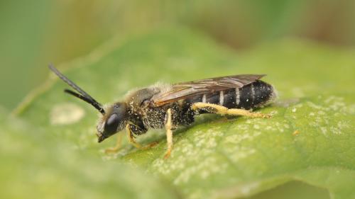 Halictus rubicundus