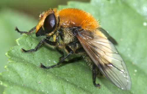 Sericomyia superbiens