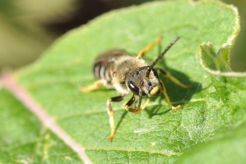 Halictus rubicundus