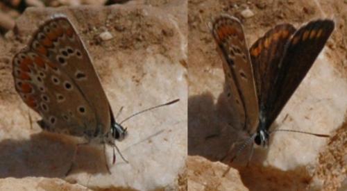 Polyommatus sp.