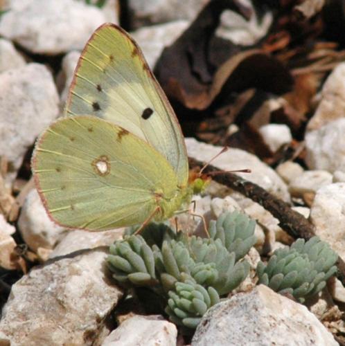 Colias croceus