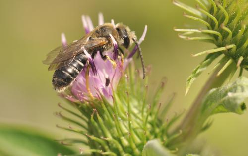 Halictus rubicundus