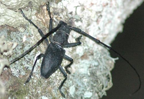 Morimus asper