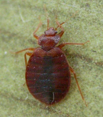 Réf. 90 398 : Cimex lectularius
