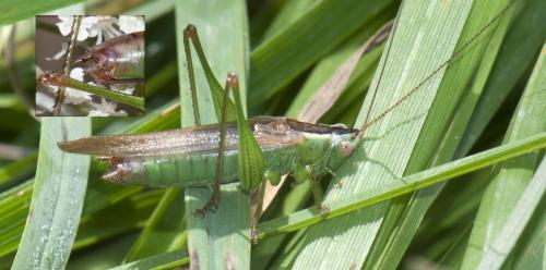 Réf. 90 527 : Conocephalus fuscus
