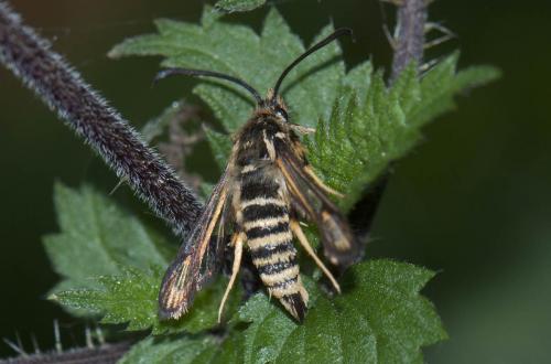 Bembecia sp.
