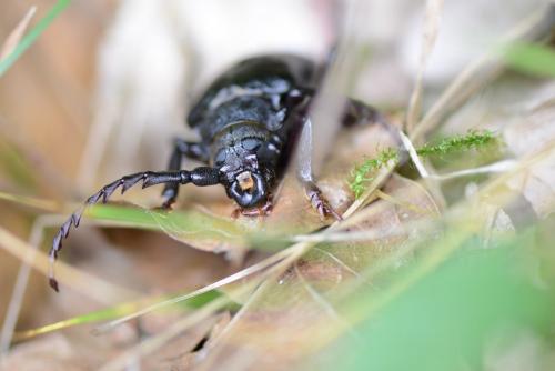 Prionus coriarius