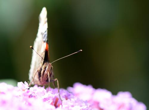 Vanessa atalanta