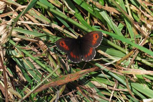 Réf. 90 690 : Erebia euryale