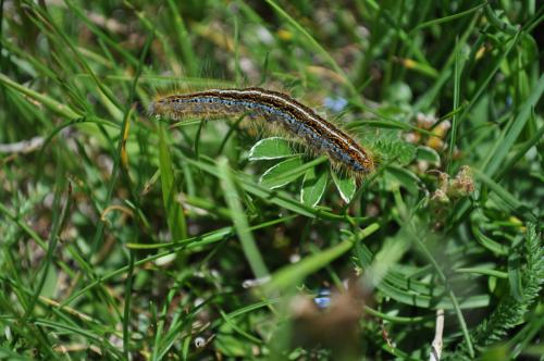 Malacosoma sp.