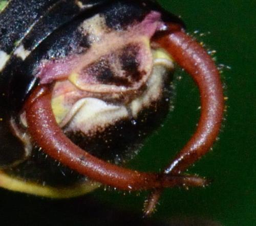 Barbitistes serricauda